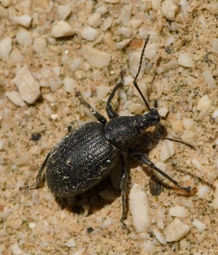 Réf. 217 967 : Otiorhynchus meridionalis